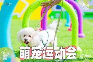 上海皮划艇萌宠赛，猫狗同场竞技，宠物主题集市火热开！