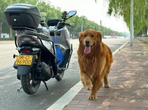 自驾能带宠物上高速吗_约束保障出行无忧