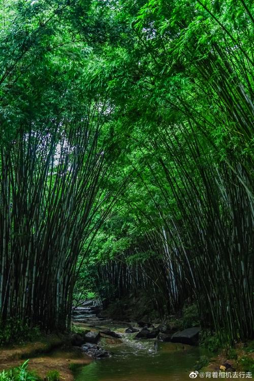 《不留痕迹》登山环保指南,五准则守护山林 《不留痕迹》登山环保指南,五准则守护山林