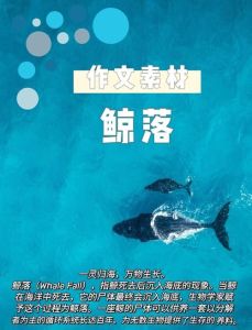 辞职后深海遇鲸鲨，治愈被压垮的心